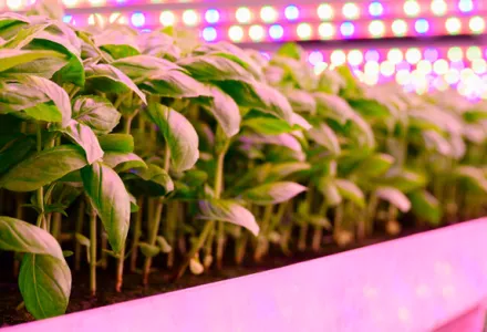 Tilpasning til nye lys – ingen spesiell flaske nødvendig